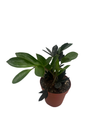 Rare ZZ Plant - Zamioculcas zamiifolia - 4" Pot - Best House Plant in the World