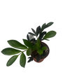Rare ZZ Plant - Zamioculcas zamiifolia - 4" Pot - Best House Plant in the World