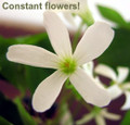 Green Shamrock Plant - White Flowers - Oxalis - 6" Pot - St. Patrick's Day