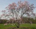 Leonard Messel  Magnolia Tree - 4" Pot - Outdoors or Bonsai
