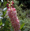 Ruby Spice Summersweet - Clethra alnifolia - Fragrant - 4" Pot