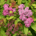Double Play Big Bang®  Spirea - Hardy Flowering Shrub - 4" Pot - Proven Winners