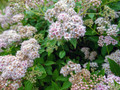 Little Princess Japanese Spirea japonica - 4" Pot