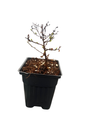 Little Princess Japanese Spirea japonica - 4" Pot