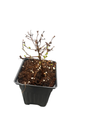 Little Princess Japanese Spirea japonica - 4" Pot