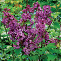 Pocahontas Lilac - Syringa - Outdoor or Bonsai - Quart Pot