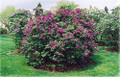 Pocahontas Lilac - Syringa - Outdoor or Bonsai - Quart Pot
