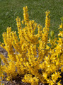 Show Off Starlet® Forsythia - Compact - Proven Winners - 4" Pot