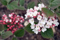 Korean Spice Viburnum carlesii - World's Most Beautiful/Fragrant Shrub - 4" Pot
