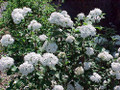 Korean Spice Viburnum carlesii - World's Most Beautiful/Fragrant Shrub - 4" Pot