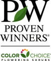 OSO EASY® Italian Ice Rose- Rebloomer- Proven Winners - 4" Pot