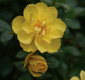 OSO EASY®  Lemon Zest Rose - Rebloomer- Proven Winners- 4" Pot OSO EASY®  Lemon Zest Rose - Rebloomer- Proven Winners- 4" Pot