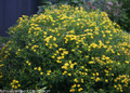 Sunny Boulevard™ St. John's-Wort - 4" Pot - Hypericum - Proven Winners