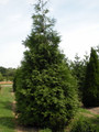 Spring Grove® Western Arborvitae Thuja plicata - 4" Pot - Proven Winners