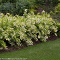 Chardonnay Pearls® Deutzia gracilis 'Duncan' - 4" Pot - Proven Winners Chardonnay Pearls® Deutzia gracilis 'Duncan' - 4" Pot - Proven Winners