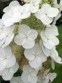 Gatsby Moon™ Oakleaf Hydrangea - 4" pot - Proven Winners