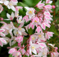 Yuki Cherry Blossom™ Deutzia - 4" Pot - Proven Winners