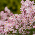 Yuki Cherry Blossom™ Deutzia - 4" Pot - Proven Winners