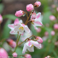 Yuki Cherry Blossom™ Deutzia - 4" Pot - Proven Winners