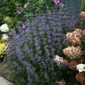 Beyond Midnight® Bluebeard - 4" pot - Caryopteris - Proven Winners