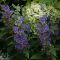 Beyond Midnight® Bluebeard - 4" pot - Caryopteris - Proven Winners