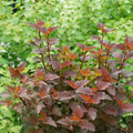 GINGER WINE® Ninebark - 4" pot - Physocarpus - Proven Winners