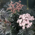 Laced Up® Elderberry - 4" pot - Sambucus - Proven Winners Laced Up® Elderberry - 4" pot - Sambucus - Proven Winners