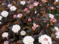 Summer Wine® Black  Ninebark Shrub - NEW - Showy Flower - Hardy - Proven Winners