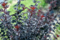 Summer Wine® Black  Ninebark Shrub - NEW - Showy Flower - Hardy - Proven Winners
