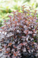 Summer Wine® Black  Ninebark Shrub - NEW - Showy Flower - Hardy - Proven Winners