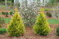 Fluffy® Arborvitae - 4" pot - Thuja plicata - Proven Winners