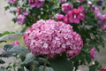 Invincibelle Mini Mauvette® Hydrangea - 4" pot - Proven Winners