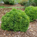 Tater Tot® Arborvitae - 4" Pot - Thuja - Proven Winners Tater Tot® Arborvitae - 4" Pot - Thuja - Proven Winners