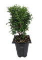 Tater Tot® Arborvitae - 4" Pot - Thuja - Proven Winners Tater Tot® Arborvitae - 4" Pot - Thuja - Proven Winners