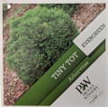 Tater Tot® Arborvitae - 4" Pot - Thuja - Proven Winners Tater Tot® Arborvitae - 4" Pot - Thuja - Proven Winners