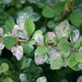 Sunjoy Sequins® Berberis thunbergii PPAF - Proven Winners - 4" Pot - No Shipping to Washington State