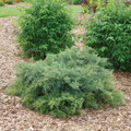 Montana Moss™Juniper - Juniperus chinensis - Proven Winners - 4