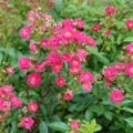 Oso Easy Peasy® Rose  - Proven Winners - 4" Pot
