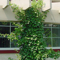 Climbing Hydrangea Plant - Hydrangea anomala petiolaris - Shade - 4" Pot