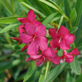 AUSTIN PRETTY LIMITS® - Nerium Oleander - Proven Winners - 4" Pot