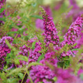 Lo & Behold Ruby Chip® - Butterfly Bush - Buddleia - Proven Winners - 4" Pot