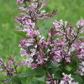 Baby Kim™ Lilac  - Syringa x - 4" Pot