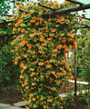 Mandarin Honeysuckle Vine - Perennial - Lonicera - 2.5"  Pot Mandarin Honeysuckle Vine - Perennial - Lonicera - 2.5"  Pot