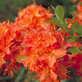 Mandarin Lights Deciduous Exbury Azalea - Very Hardy - 4" Pot