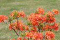 Mandarin Lights Deciduous Exbury Azalea - Very Hardy - 4" Pot
