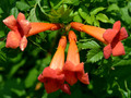 Trumpet Vine  - Campsis radicans - 2.5" Pot