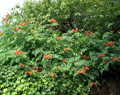 Trumpet Vine  - Campsis radicans - 2.5" Pot