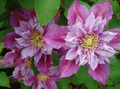 Piilu Clematis Vine - Heaviest Blooming Clematis - 2.5" Pot - Little Duckling