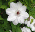 Henryi Clematis Vine - Pure White - 2.5" Pot
