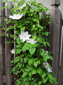 Henryi Clematis Vine - Pure White - 2.5" Pot